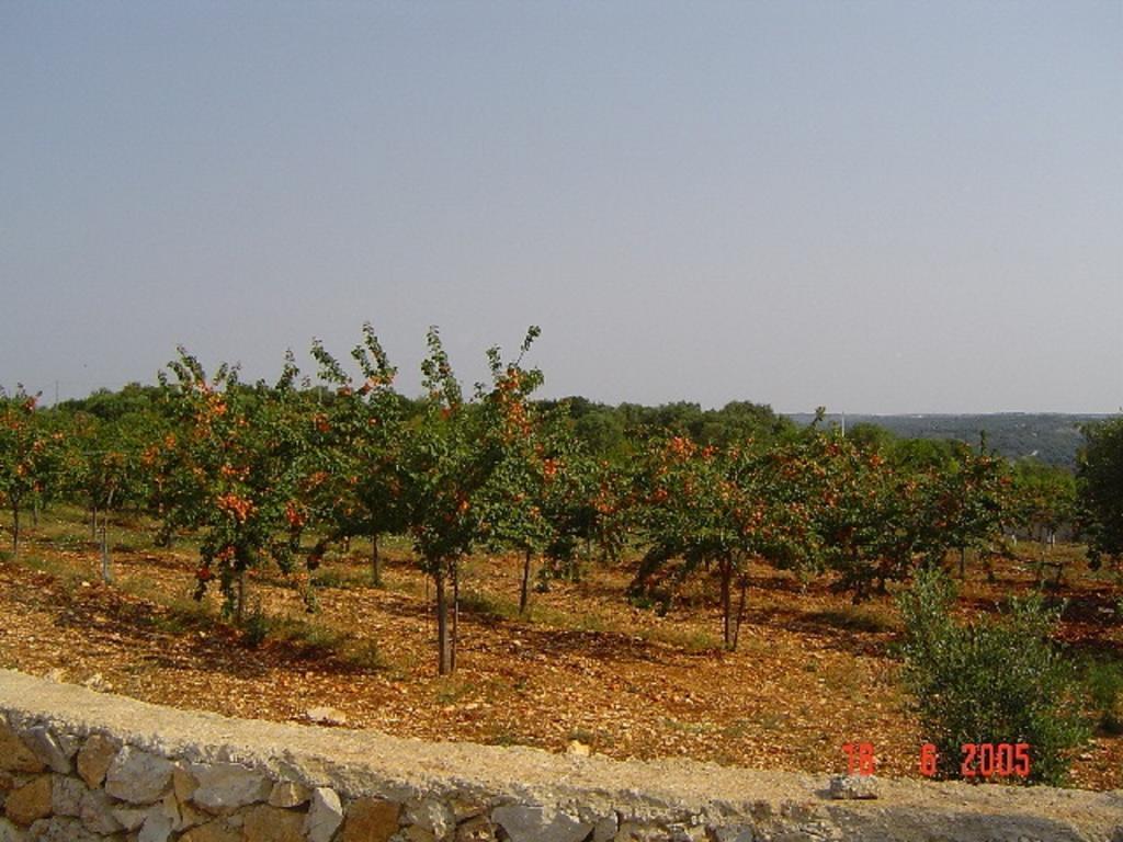 Villa Agritria Di Umberto Anglisani à Ostuni Extérieur photo
